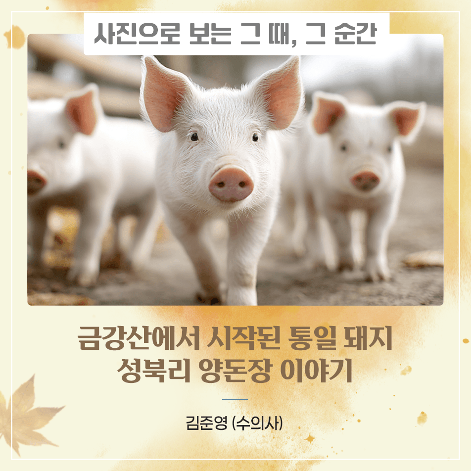 사진으로 보는 그 때, 그 순간 금강산에서 시작된 통일 돼지, 성북리 양돈장 이야기